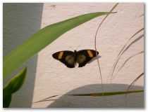 Schmetterlinge gibt's auch in Bénin
