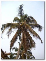 Eine Kokospalme unter Tausenden