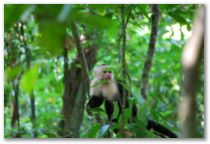 White Face Capuchin im Manuel Antonio-Nationalpark
