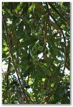 Macadamia-Baum