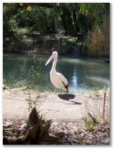 Pelikan im Cleland Park