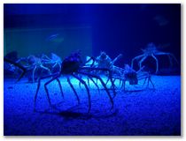 Riesen-Krabben im Aquarium in Osaka