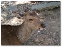 In Nara gibt es jede Menge zahme Hirsche.